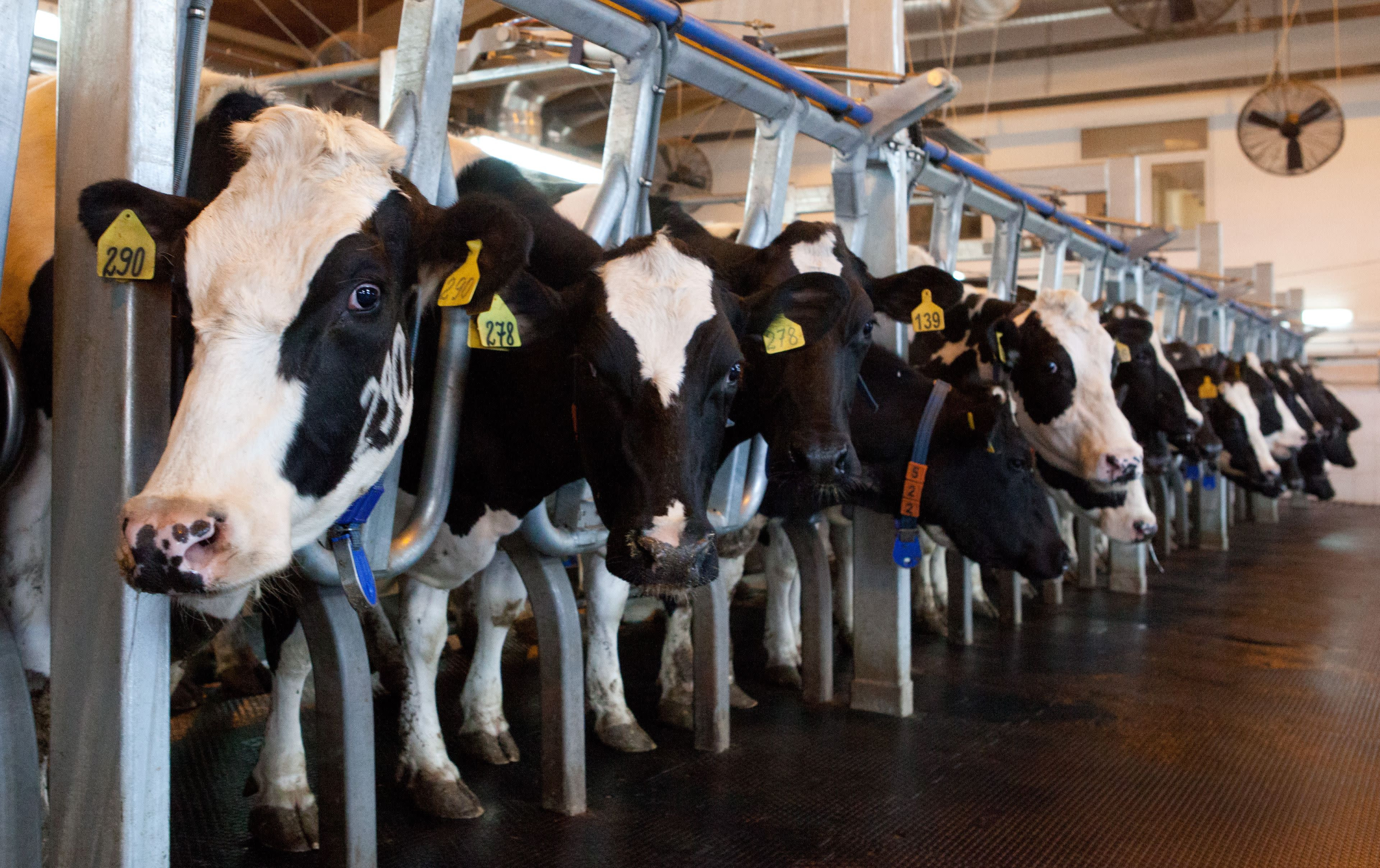 Dairy Farm Insurance in Delaware